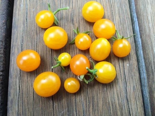 TOMATO CHERRY 'Gold Nugget' seeds *Dwarf / Determinate*