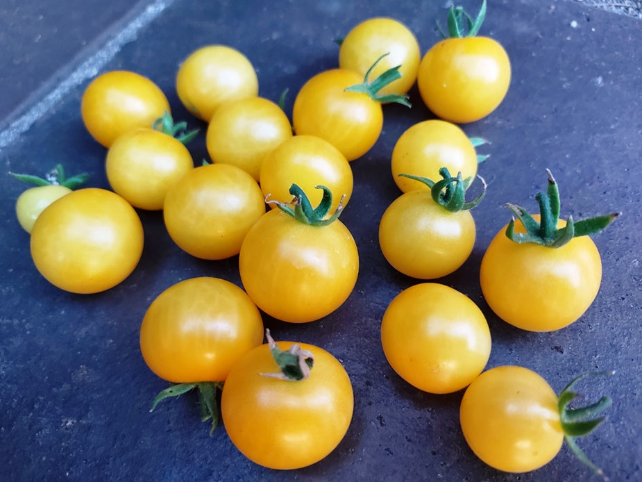 TOMATO CHERRY 'Mini Yellow Window Box' seeds *Dwarf / Determinate*