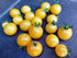 TOMATO CHERRY 'Mini Yellow Window Box' seeds *Dwarf / Determinate*