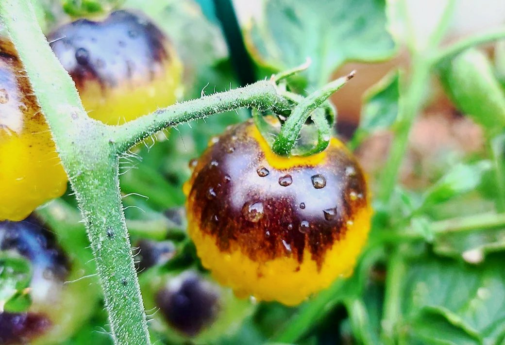 TOMATO 'Black and Yellow Cherry' seeds