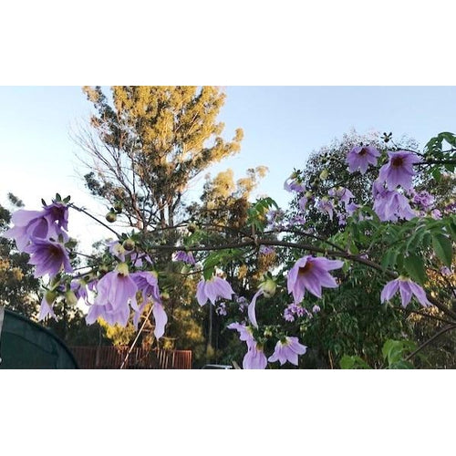 TREE DAHLIA cuttings - Boondie Seeds