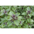 BASIL 'Holy Red' / Tulsi / Sacred - Boondie Seeds