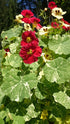 NASTURTIUM 'Alaska Variegated Mix' seeds