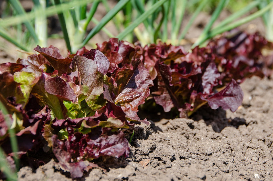 LETTUCE 'Salad Bowl Red' seeds