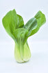 MINI BOK CHOY  'Green F1' / Baby bok choi / pak choy seeds