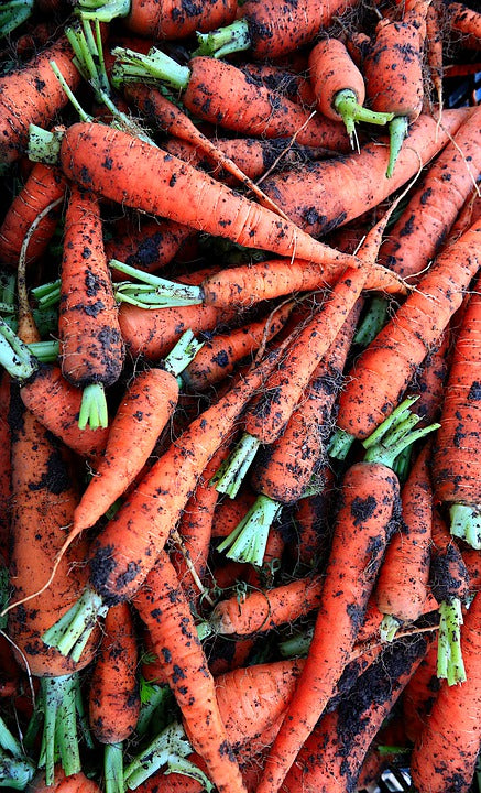 CARROT 'Kuroda Short' seeds