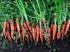 CARROT 'All Seasons' seeds