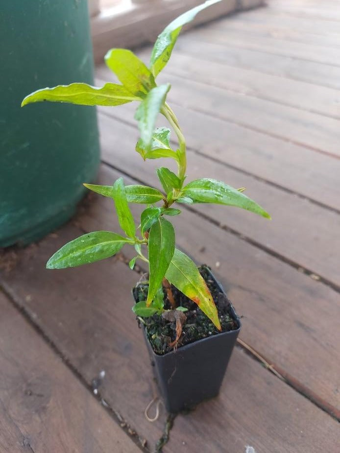 VIETNAMESE MINT / CORIANDER - plant