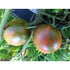 TOMATO 'Violet Jasper' - Boondie Seeds