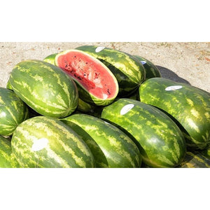 WATERMELON 'Congo' / Giant Watermelon - Boondie Seeds