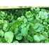 WATERCRESS - Boondie Seeds