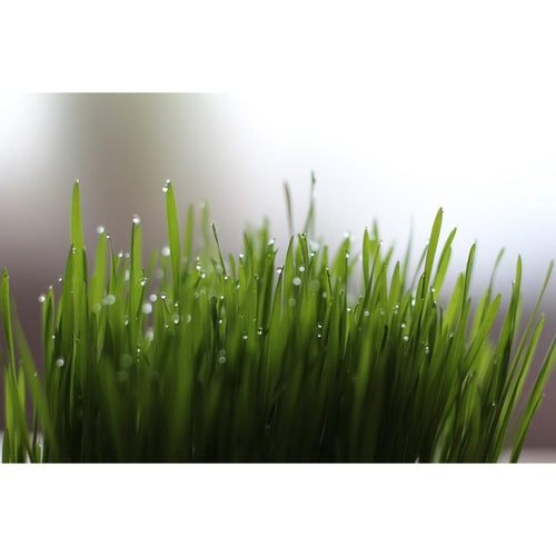 WHEATGRASS 450 grams / BULK - Boondie Seeds