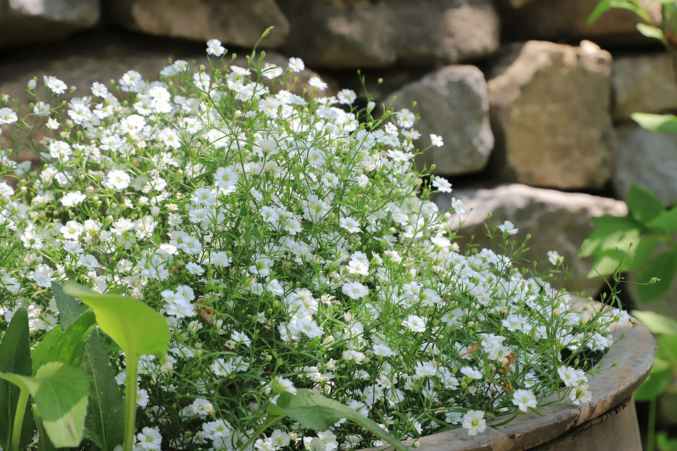 CREEPING BABY'S BREATH / GYPSOPHILA 'White' seeds