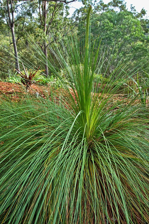 NATIVE GRASS TREE - XANTHORRHOEA RESINOSA seeds – Boondie Seeds