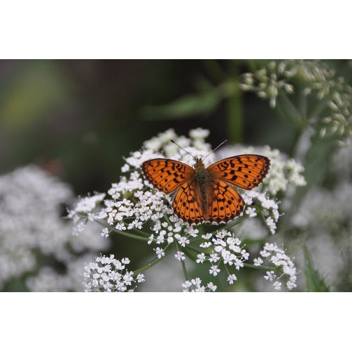 YARROW 'White' - Boondie Seeds