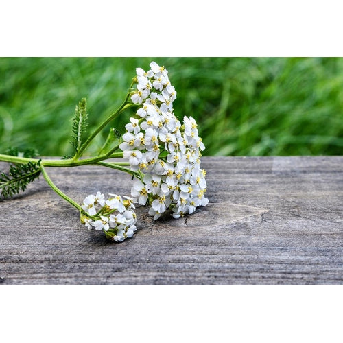 YARROW 'White' - Boondie Seeds