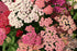 YARROW 'Cerise Queen Red' seeds