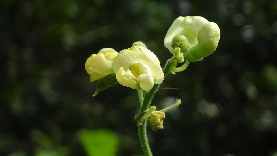 BEAN INDIAN / LABLAB / HYACINTH 'Rongai' seeds