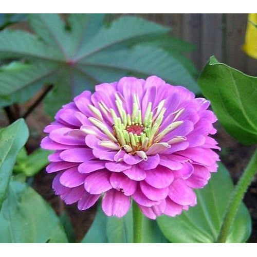 ZINNIA 'Dream - Rosy Lavender' seeds