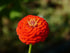 ZINNIA 'Lilliput Orange' seeds