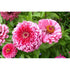 ZINNIA 'Luminosa Bright Pink' - Boondie Seeds