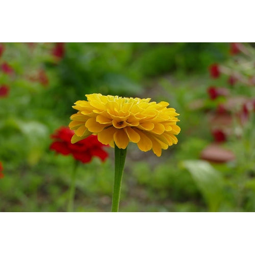 ZINNIA 'Canary Bird Yellow' - Boondie Seeds