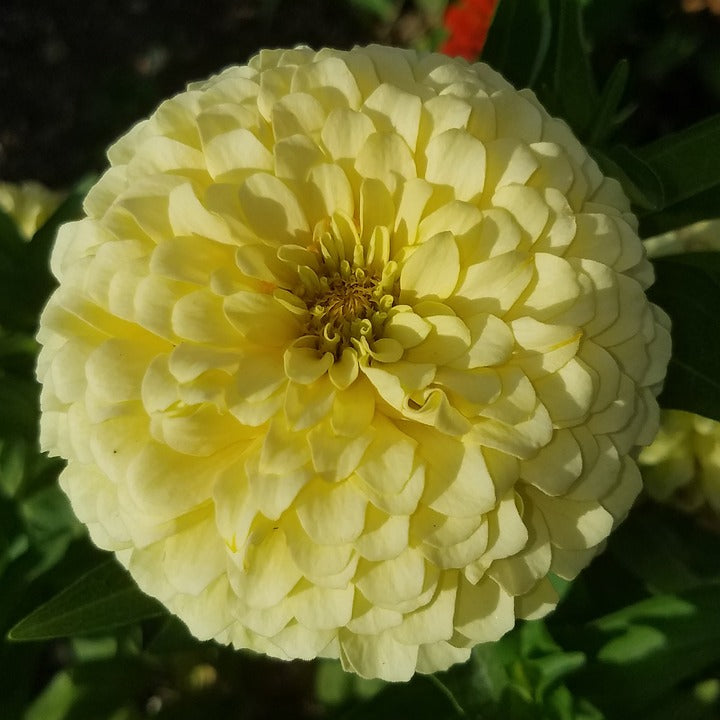 ZINNIA Isabellina (Creamy Yellow) seeds