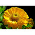 ZINNIA 'Canary Bird Yellow' - Boondie Seeds