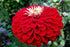 ZINNIA seeds 'Scarlet Flame' / Dahlia Flowered