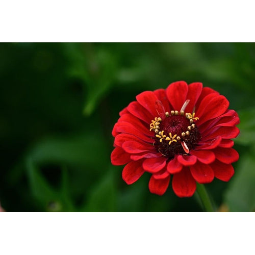 ZINNIA 'Meteor' seeds