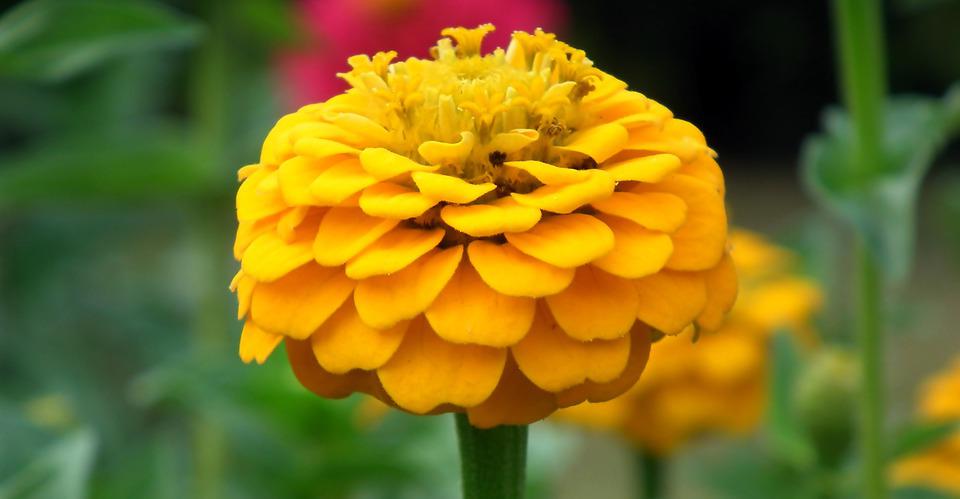 ZINNIA 'Lilliput Yellow' seeds