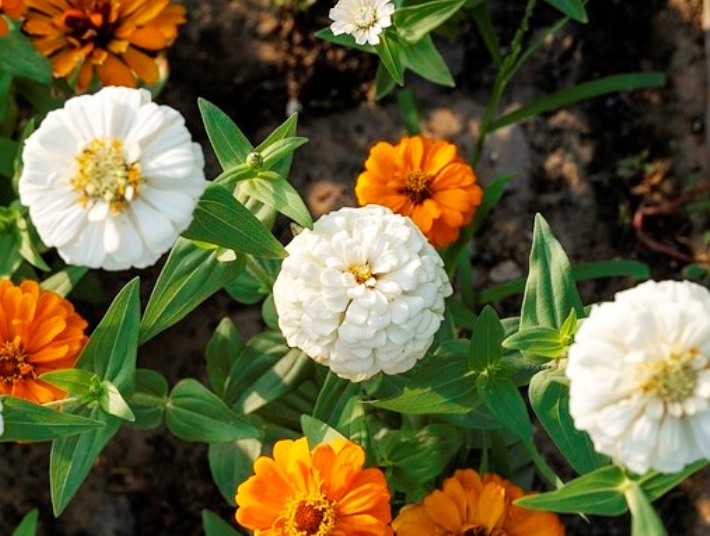 ZINNIA 'Polar Bear White' seeds