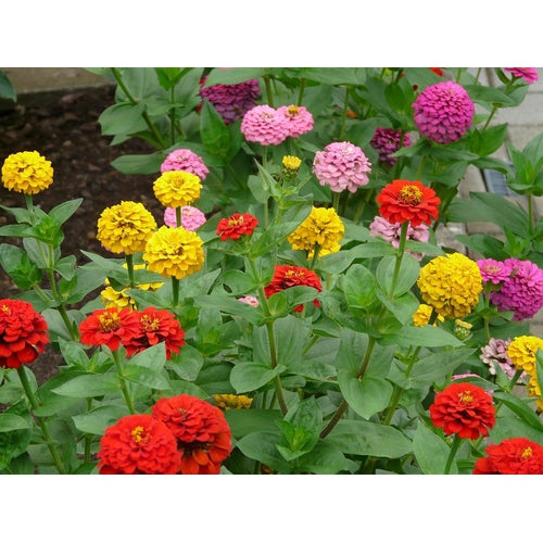 ZINNIA 'Lilliput Mix' seeds