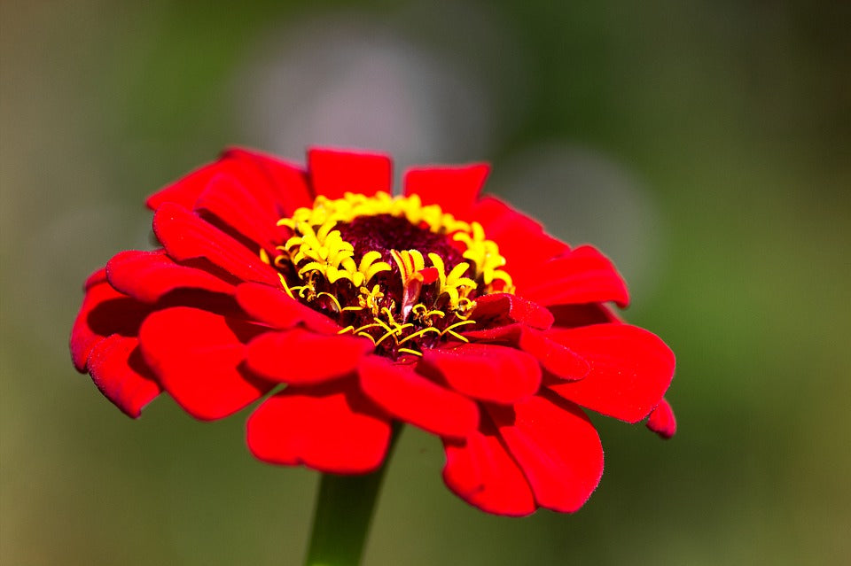 ZINNIA 'Lilliput Red' seeds