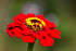 ZINNIA 'Lilliput Red' seeds