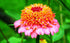 ZINNIA 'Scabiosa Flowered Mix' seeds