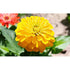 ZINNIA 'Canary Bird Yellow' seeds