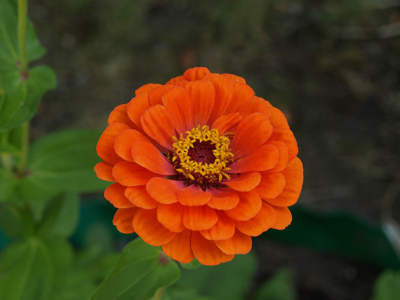 ZINNIA 'Golden State Orange' seeds