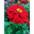 ZINNIA 'Cherry Queen' - Boondie Seeds