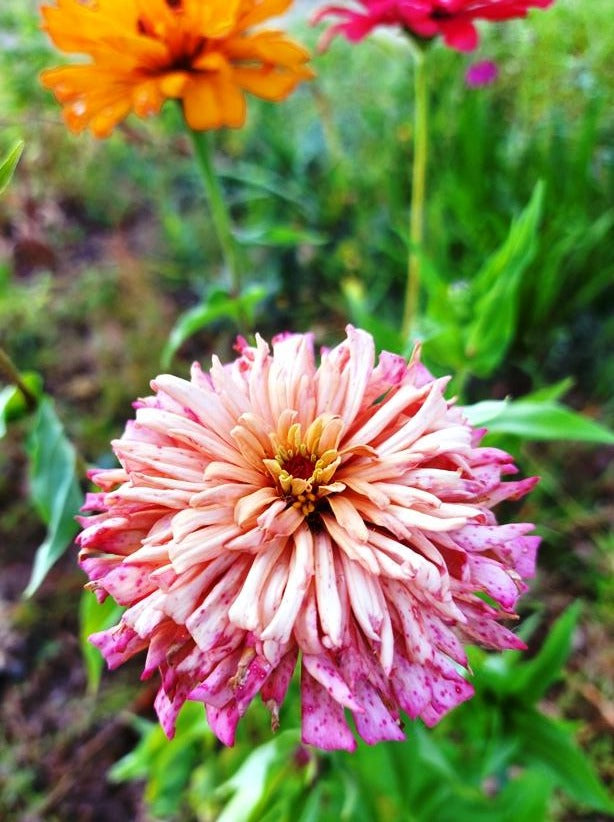 ZINNIA 'BURPEEANA CACTUS MIXED' seeds