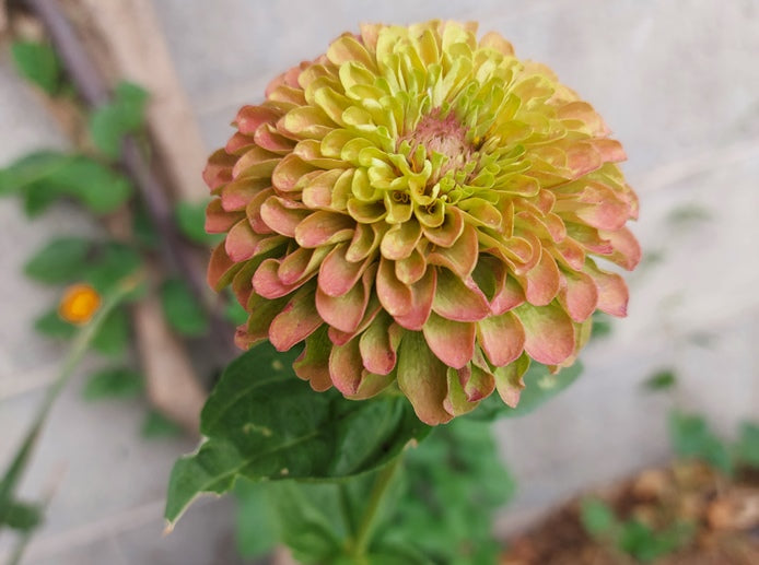 Zinnia 'Lime Queen Blush' RARE seeds