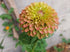 Zinnia 'Lime Queen Blush' RARE seeds